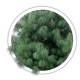 Сосна гімалайська / Pinus wallichiana / griffithii Сосна гімалайська / Pinus wallichiana / griffithii