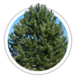 Сосна кримська / Pinus pallasiana