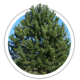 Сосна кримська / Pinus pallasiana Сосна кримська / Pinus pallasiana