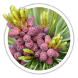 Сосна дрібноквіткова / Pinus densiflora