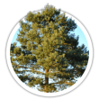 Сосна звичайна / Pinus sylvestris