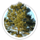 Сосна звичайна / Pinus sylvestris Сосна звичайна / Pinus sylvestris
