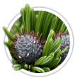 Сосна остиста / Pinus aristata