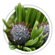 Сосна остиста / Pinus aristata Сосна остиста / Pinus aristata