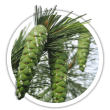 Сосна румелійська / Pinus peuse