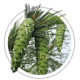 Сосна румелійська / Pinus peuse Сосна румелійська / Pinus peuse