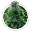 Сосна Шверіна / Pinus schwerinii