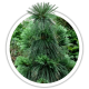 Сосна Шверіна / Pinus schwerinii Сосна Шверіна / Pinus schwerinii