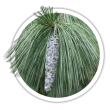 Сосна Веймутова / Pinus strobus