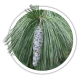 Сосна Веймутова / Pinus strobus Сосна Веймутова / Pinus strobus