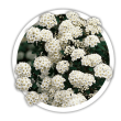 Спірея Spiraea