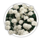 Спірея Spiraea Спірея Spiraea