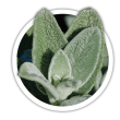 Чистець Stachys