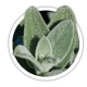 Чистець Stachys Чистець Stachys