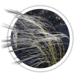 Ковила Stipa