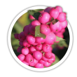 Сніжноягідник Symphoricarpos