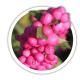Сніжноягідник Symphoricarpos Сніжноягідник Symphoricarpos