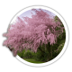 Тамарикс Tamarix Тамарикс Tamarix