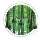 Таксодій / Taxоdium