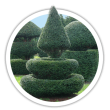 Тис Taxus