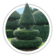 Тис Taxus Тис Taxus