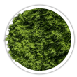 Туя західна / Thuja occidentalis