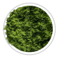 Туя західна / Thuja occidentalis Туя західна / Thuja occidentalis