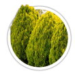 Туя східна / Thuja orientalis