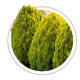 Туя східна / Thuja orientalis Туя східна / Thuja orientalis