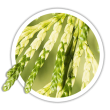 Туя складчаста / Thuja plicata