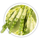 Туя складчаста / Thuja plicata Туя складчаста / Thuja plicata