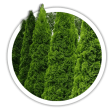 Туя Thuja