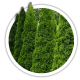 Туя Thuja Туя Thuja