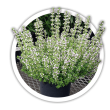 Тим'ян / Чебрець лимонний