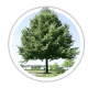 Липа Tilia Липа Tilia