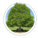 Липа Tilia Липа Tilia