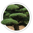 Тис гострокінцевий / Taxus cuspidáta