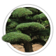 Тис гострокінцевий / Taxus cuspidáta Тис гострокінцевий / Taxus cuspidáta