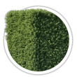 Тис середній / Taxus media