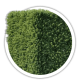 Тис середній / Taxus media Тис середній / Taxus media