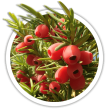 Тис ягідний / Taxus baccata