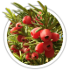 Тис ягідний / Taxus baccata Тис ягідний / Taxus baccata
