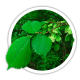 В'яз Ulmus В'яз Ulmus