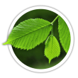 В'яз Ulmus