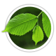 В'яз Ulmus