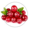 Журавлина Vaccinium