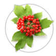 Калина Viburnum