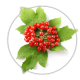 Калина Viburnum Калина Viburnum