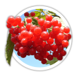 Калина звичайна