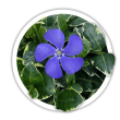 Барвінок  Vinca